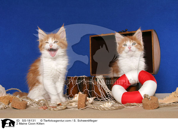 2 Maine Coon Ktzchen / 2 Maine Coon Kitten / SS-18131