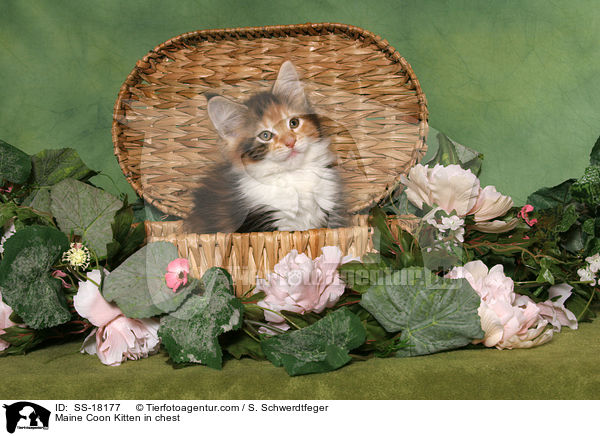 Maine Coon Ktzchen in Truhe / Maine Coon Kitten in chest / SS-18177