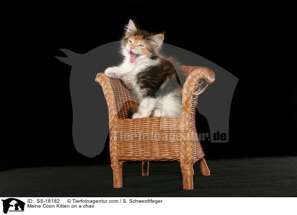 Maine Coon Ktzchen auf einem Stuhl / Maine Coon Kitten on a chair / SS-18182