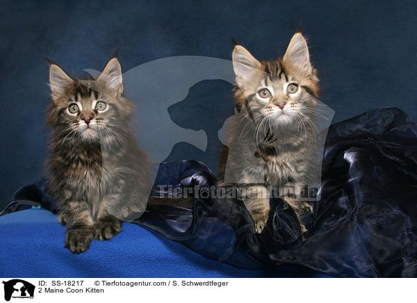 2 Maine Coon Kitten / SS-18217