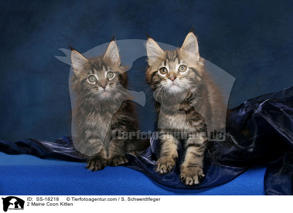 2 Maine Coon Kitten / SS-18218