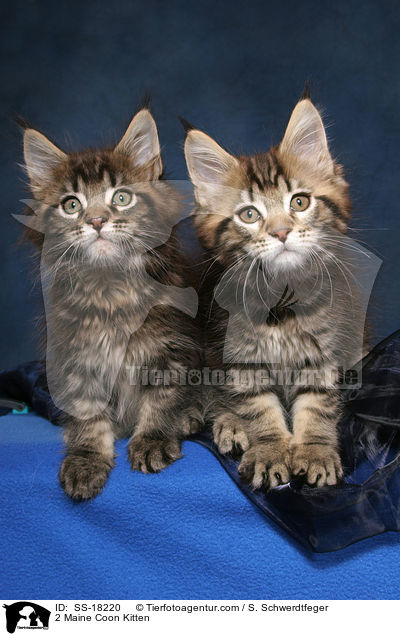 2 Maine Coon Kitten / SS-18220