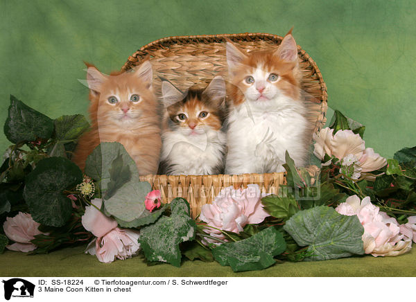 3 Maine Coon Kitten in chest / SS-18224