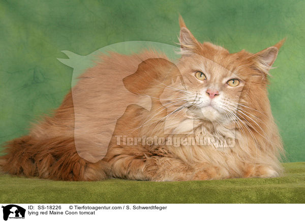 lying red Maine Coon tomcat / SS-18226