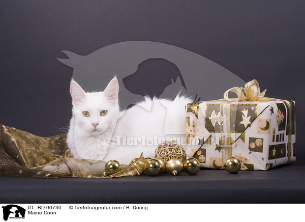 Maine Coon / BD-00730