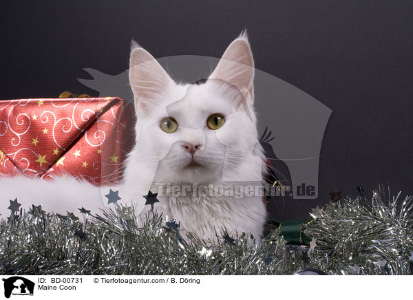 Maine Coon / BD-00731