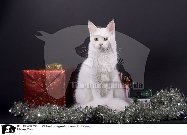 Maine Coon / BD-00733