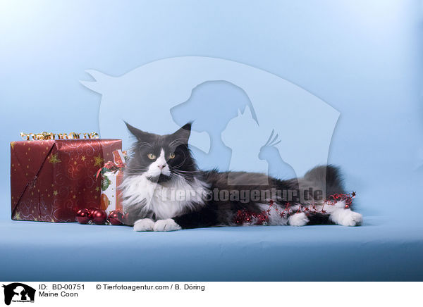 Maine Coon / BD-00751