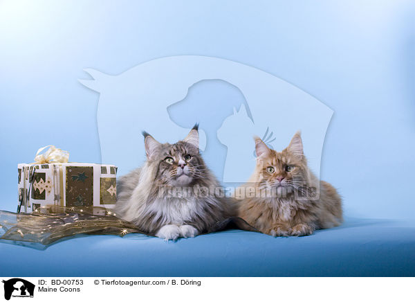 Maine Coons / BD-00753
