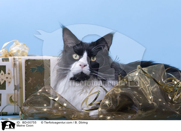Maine Coon / BD-00755