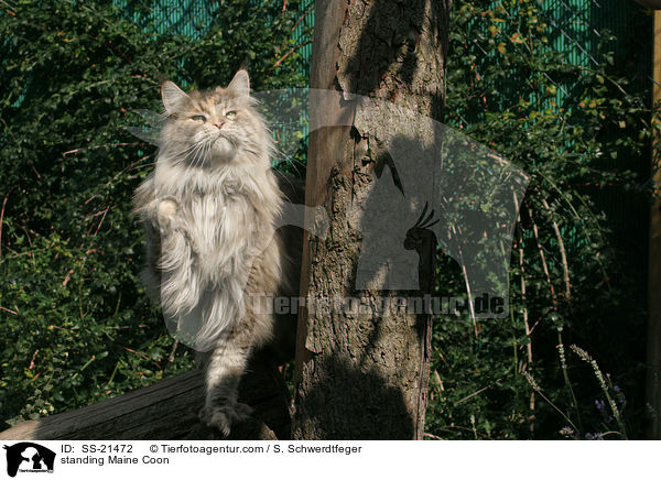 standing Maine Coon / SS-21472