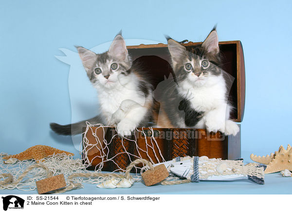 Maine Coon Ktzchen / Maine Coon Kitten / SS-21544