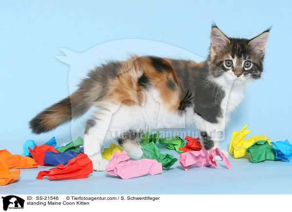 standing Maine Coon Kitten / SS-21546
