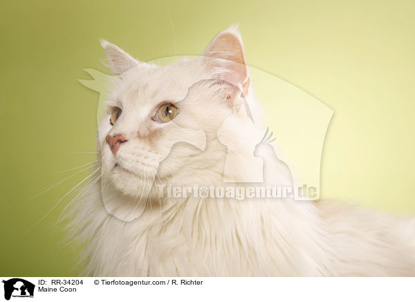 Amerikanische Waldkatze / Maine Coon / RR-34204