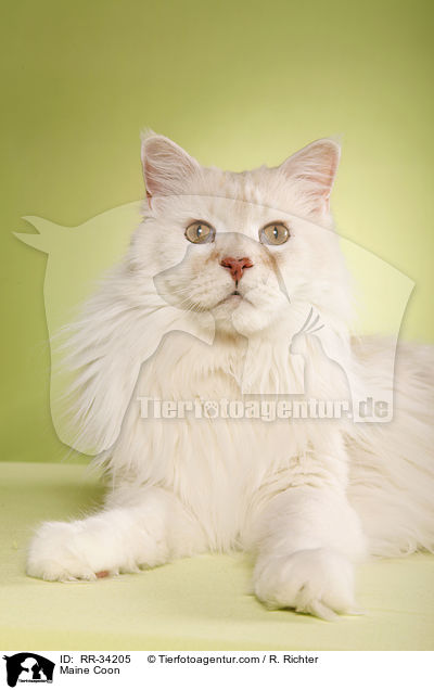 Amerikanische Waldkatze / Maine Coon / RR-34205