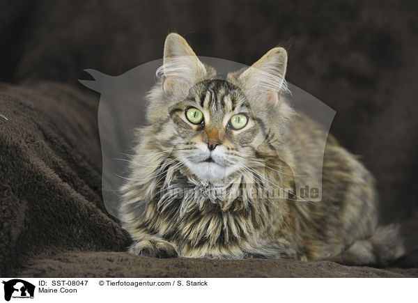 Maine Coon / Maine Coon / SST-08047