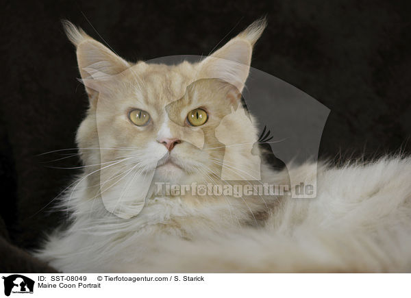 Maine Coon Portrait / Maine Coon Portrait / SST-08049