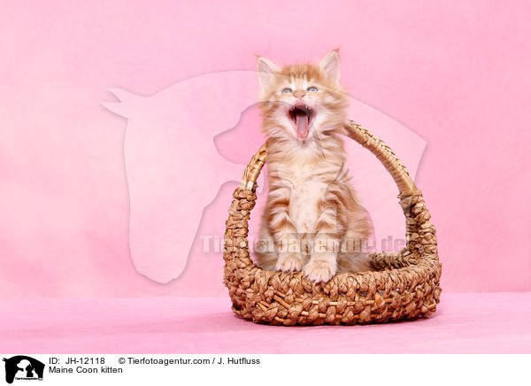 Maine Coon Ktzchen / Maine Coon kitten / JH-12118