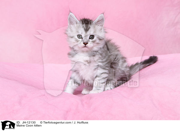 Maine Coon Ktzchen / Maine Coon kitten / JH-12130