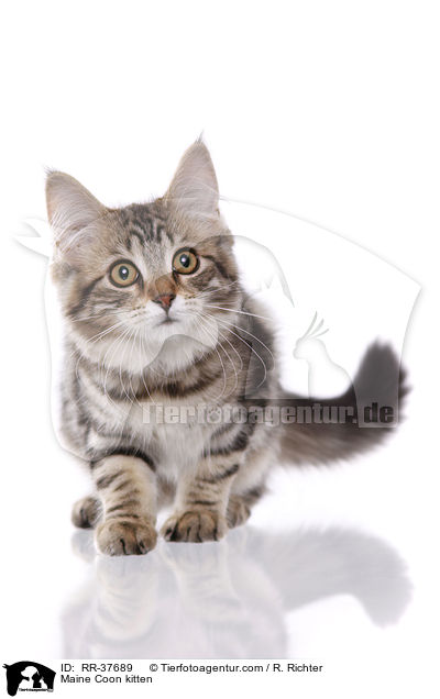 Maine Coon Ktzchen / Maine Coon kitten / RR-37689