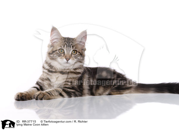 lying Maine Coon kitten / RR-37715