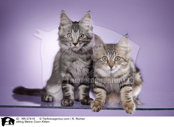 sitting Maine Coon Kitten / RR-37816