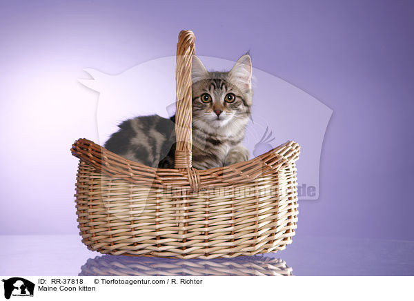 Maine Coon kitten / RR-37818