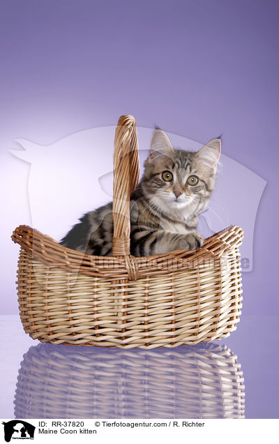Maine Coon kitten / RR-37820
