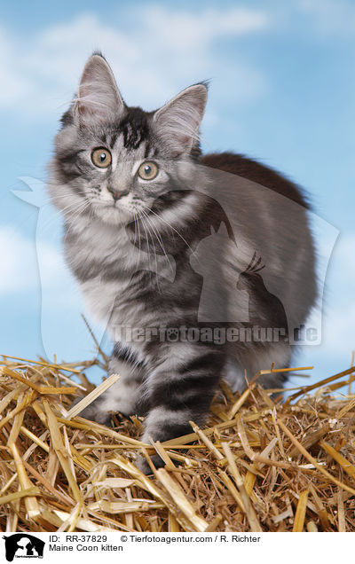 Maine Coon kitten / RR-37829
