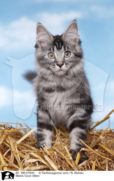 Maine Coon kitten / RR-37830