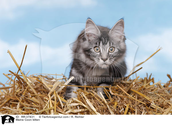 Maine Coon Ktzchen / Maine Coon kitten / RR-37831