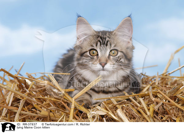 lying Maine Coon kitten / RR-37837