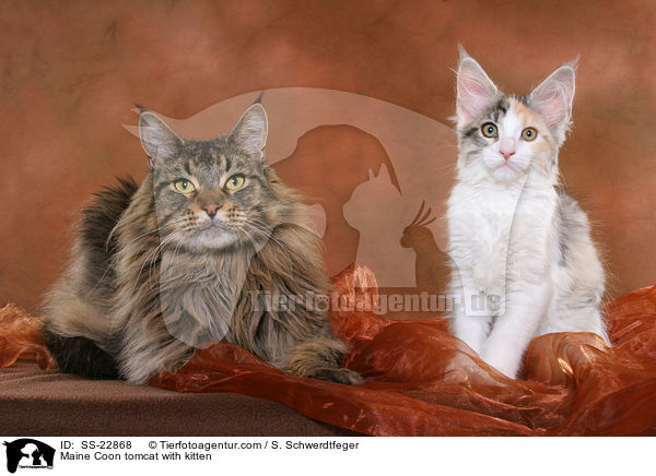 Maine Coon tomcat with kitten / SS-22868