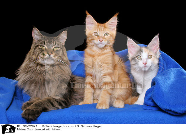 Maine Coon tomcat with kitten / SS-22871
