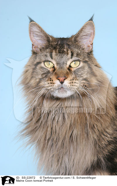 Maine Coon tomcat Portrait / SS-22872