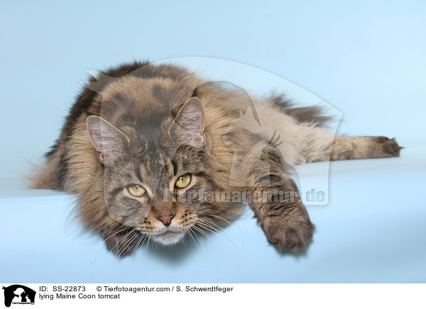 lying Maine Coon tomcat / SS-22873