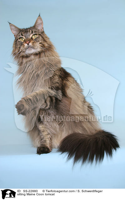 sitting Maine Coon tomcat / SS-22880