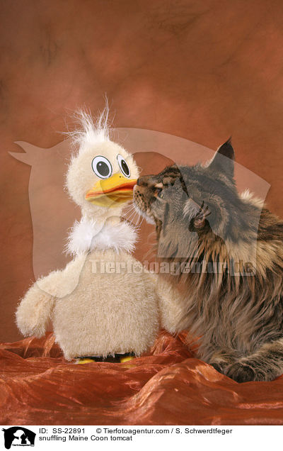 snuffling Maine Coon tomcat / SS-22891