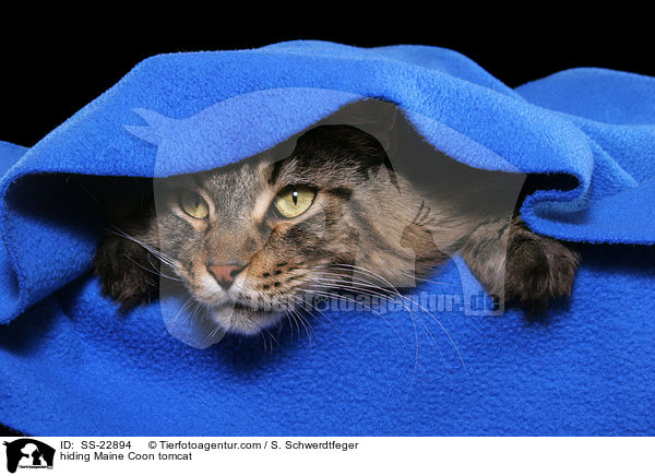 hiding Maine Coon tomcat / SS-22894