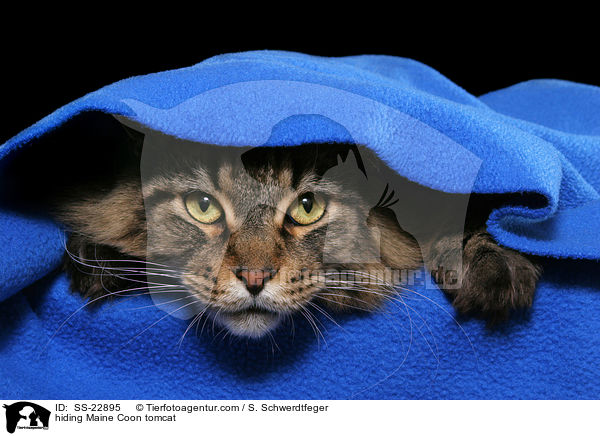 hiding Maine Coon tomcat / SS-22895