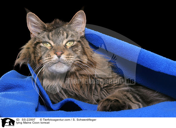 lying Maine Coon tomcat / SS-22897