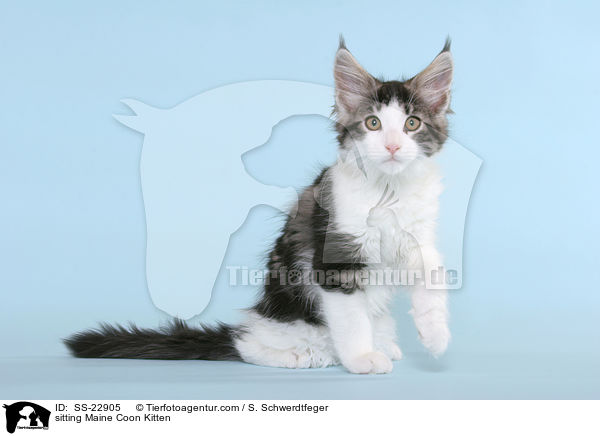 Maine Coon Ktzchen / Maine Coon Kitten / SS-22905