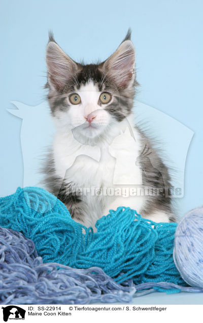 Maine Coon Ktzchen / Maine Coon Kitten / SS-22914