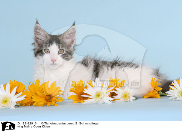 Maine Coon Ktzchen / Maine Coon Kitten / SS-22916