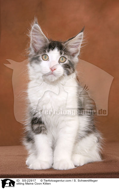 Maine Coon Ktzchen / Maine Coon Kitten / SS-22917