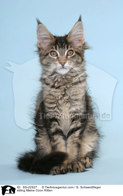 sitting Maine Coon Kitten / SS-22927