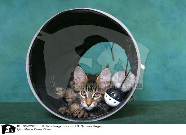 Maine Coon Ktzchen / Maine Coon Kitten / SS-22963