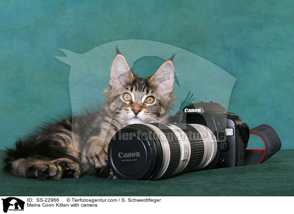 Maine Coon Ktzchen / Maine Coon Kitten / SS-22966