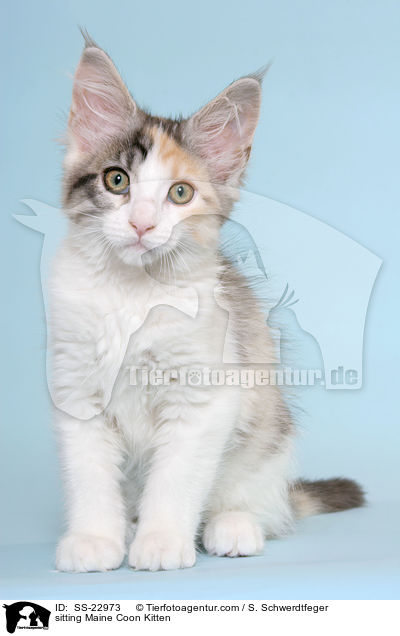 Maine Coon Ktzchen / Maine Coon Kitten / SS-22973