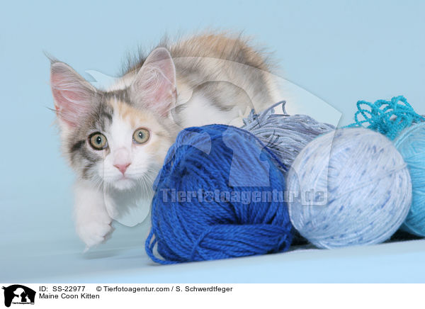 Maine Coon Ktzchen / Maine Coon Kitten / SS-22977